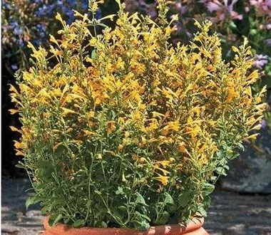 agastache-sun-10-ct-quarts Agastache 'Sun' (10)ct Quarts