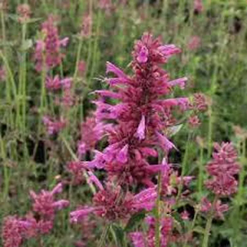 agastache-tutti-frutti Agastache 'Tutti Frutti'