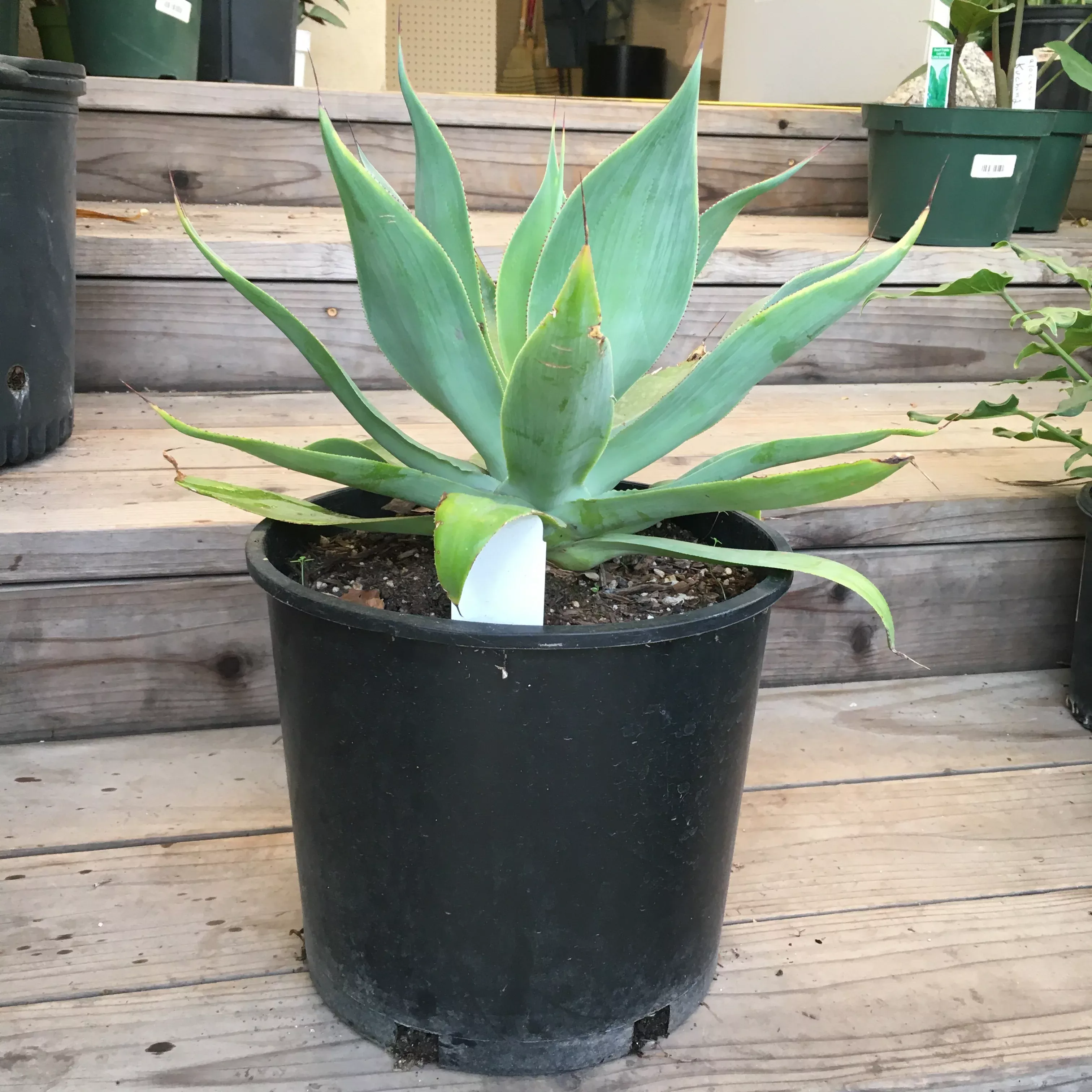 agave-blue-flame Agave 'Blue Flame'