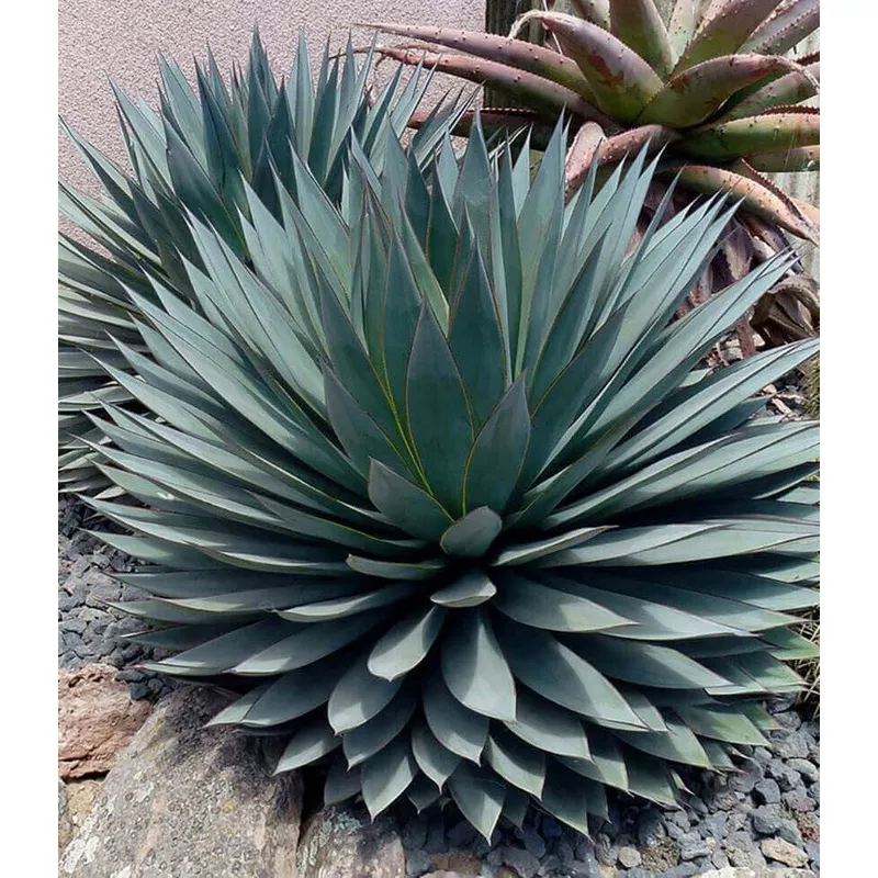 agave-blue-glow Agave 'Blue Glow'
