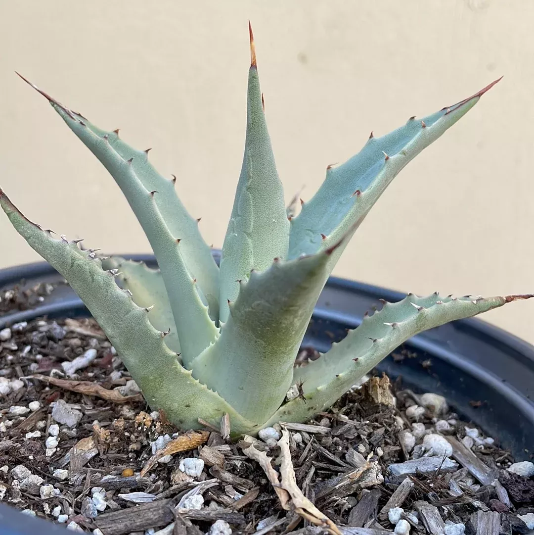 agave-deserti-desert-agave Agave deserti Desert Agave