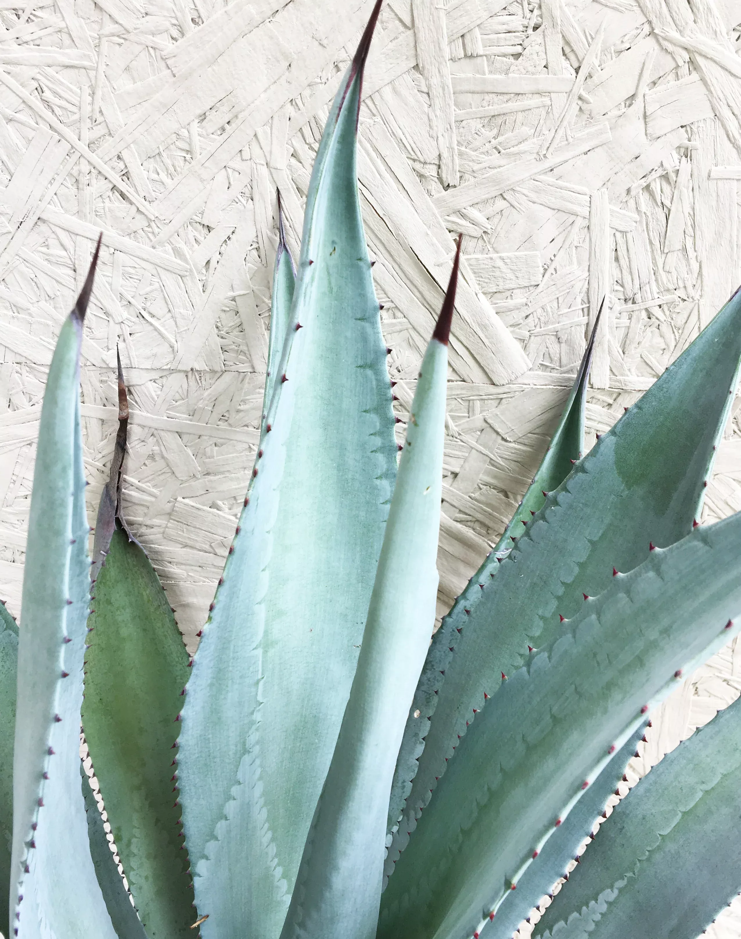 agave-franzosinii Agave franzosinii