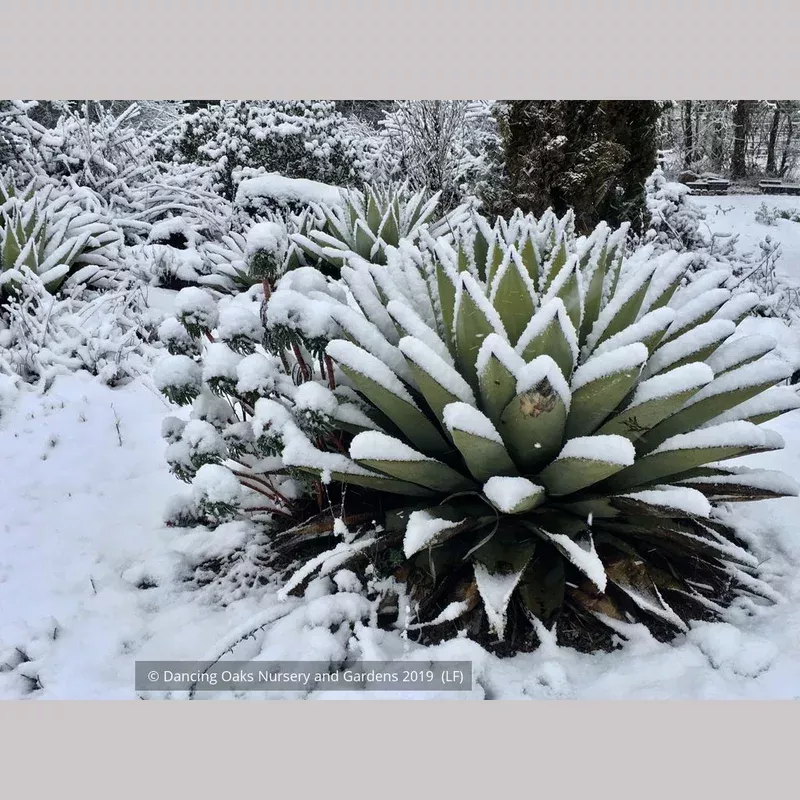agave-parryi-parry-s-agave Agave parryi, Parry's agave