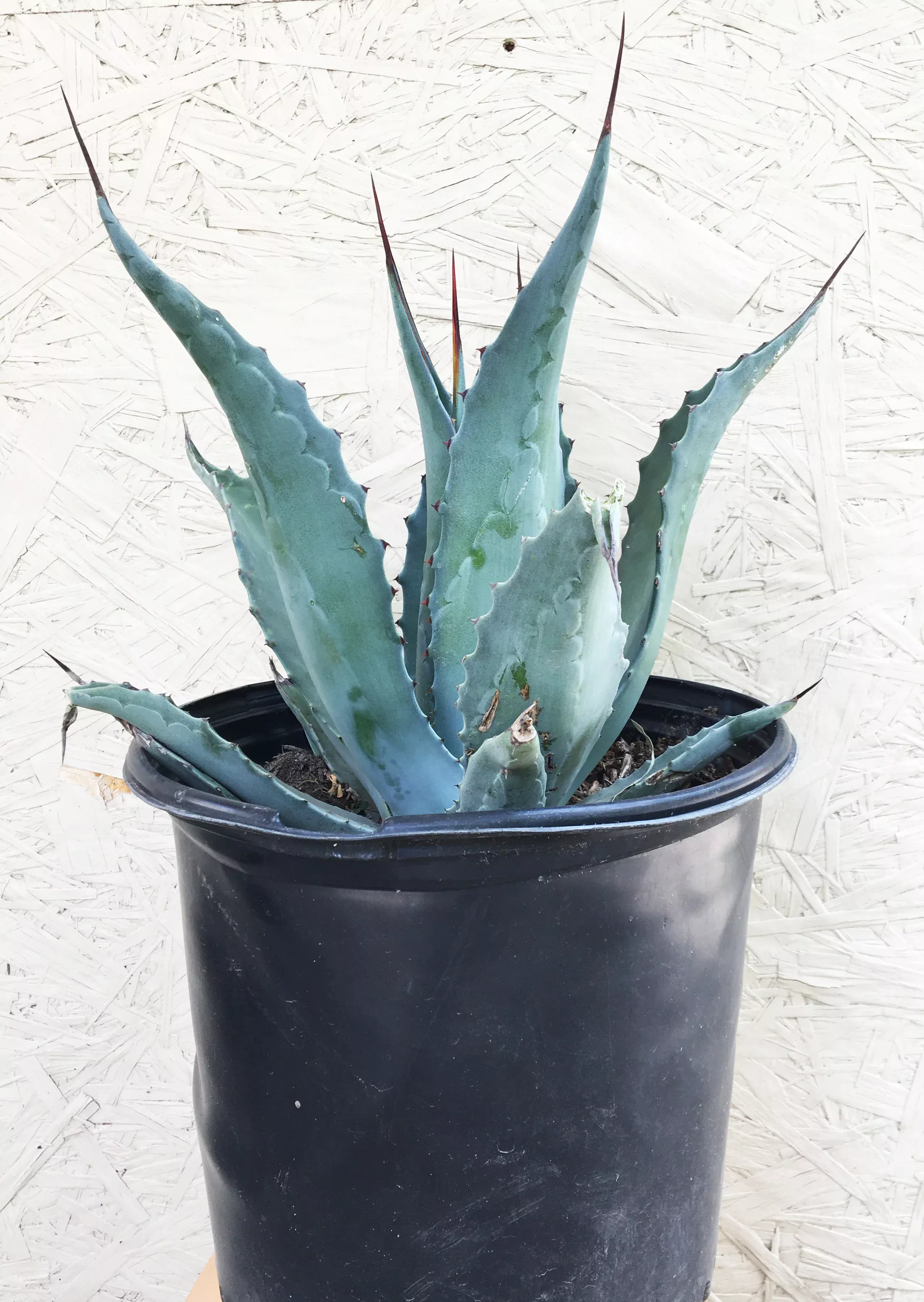 agave-salmiana-var-ferox Agave salmiana var ferox