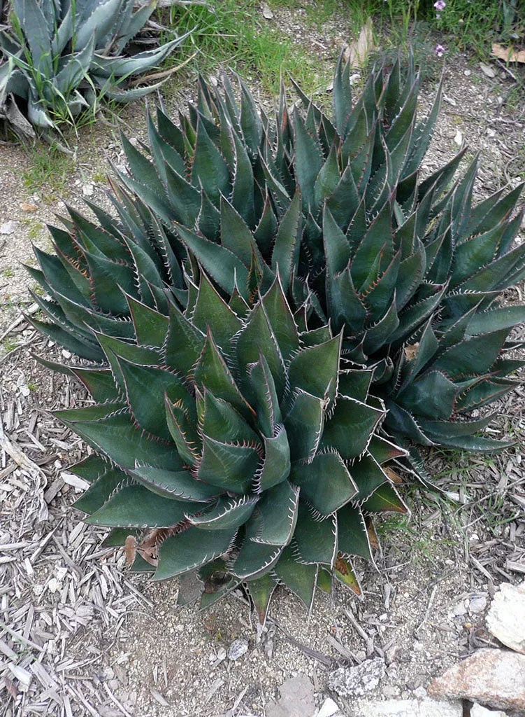agave-shawii-var-shawii-shaw-s-agave-plant Agave shawii var. shawii - Shaw's Agave (Plant)