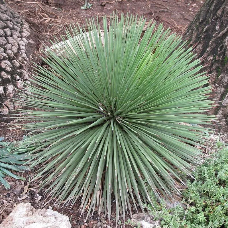 agave-stricta Agave stricta