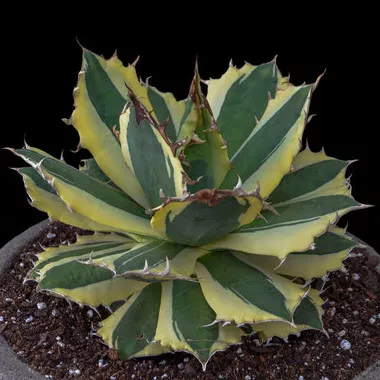 agave-t-snaggle-tooth-72-ct-flat Agave t. 'Snaggle Tooth' (72)ct Flat