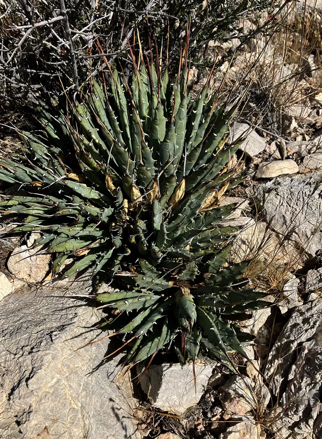 agave-utahensis-var-nevadensis-clark-mountain-agave-plant Agave utahensis var. nevadensis - Clark Mountain Agave (Plant)