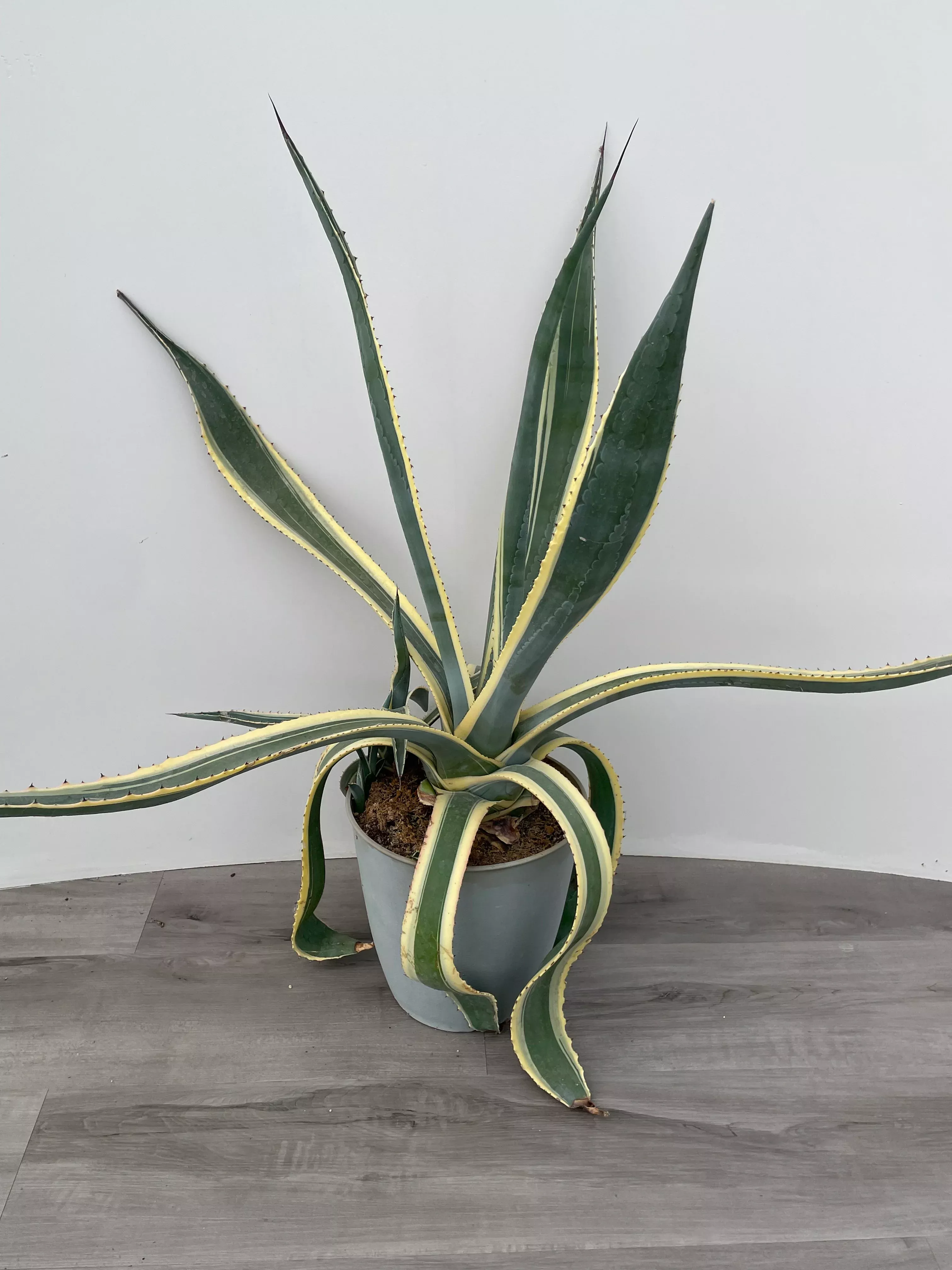 agave-variegated Agave 'Variegated'