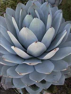 agaveparryi-ssp-truncata-72-ct-flat Agaveparryi ssp. truncata (72)ct Flat