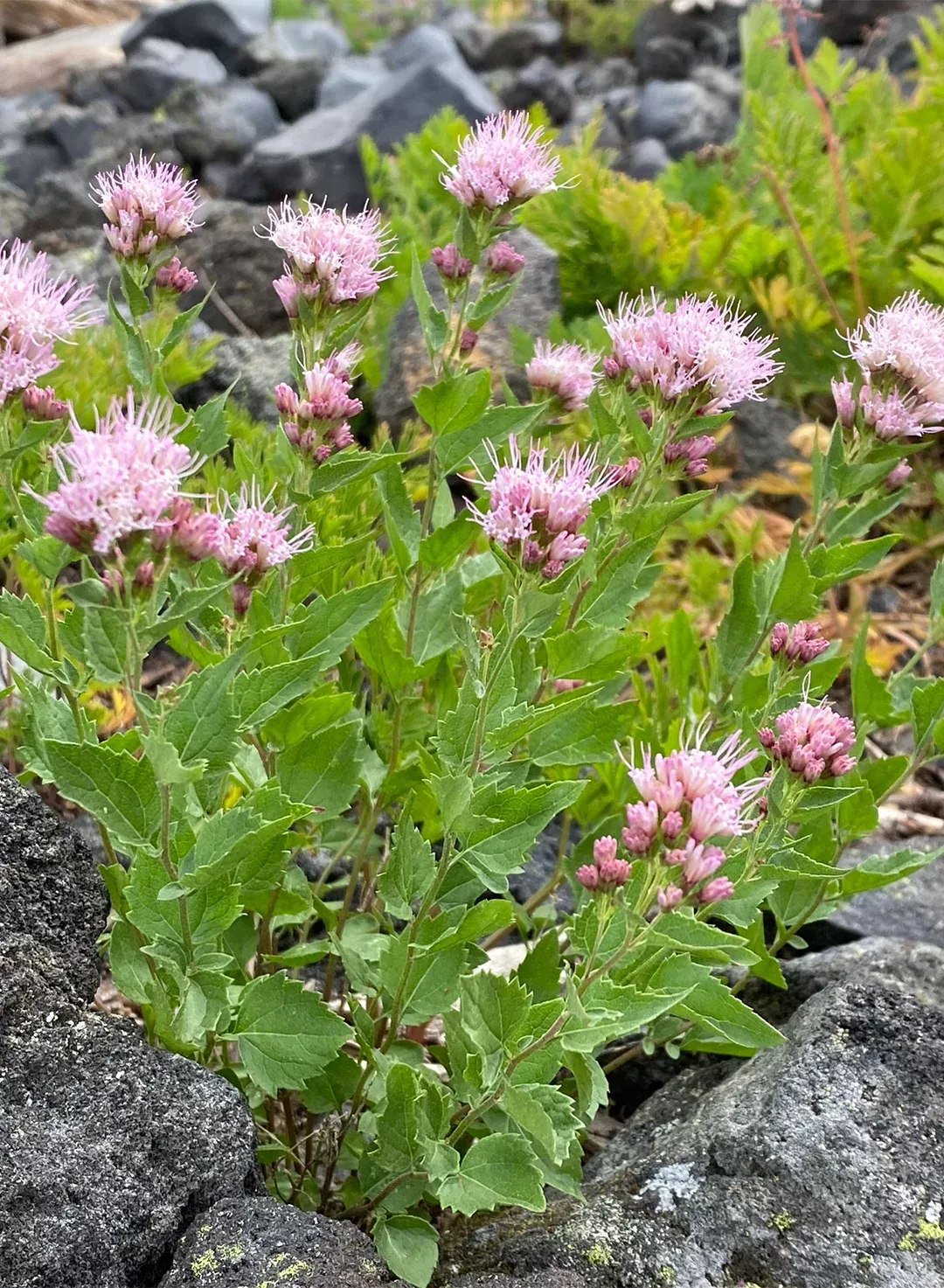 Ageratina occidentalis - Western Eupatorium or Snakeroot (Plant)