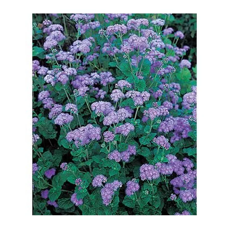 ageratum-blue-horizon Ageratum -Blue Horizon
