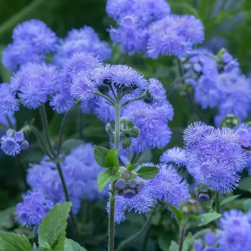 ageratum-blue Ageratum Blue