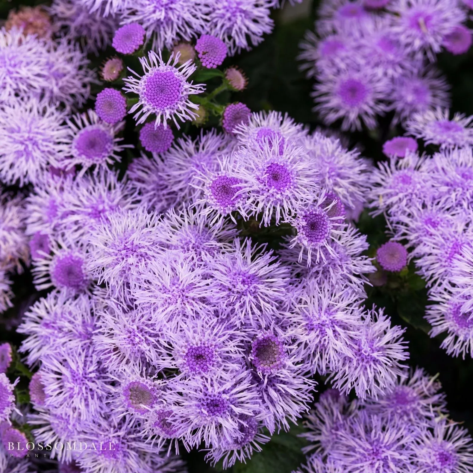 Ageratum 'Bumble Silver'