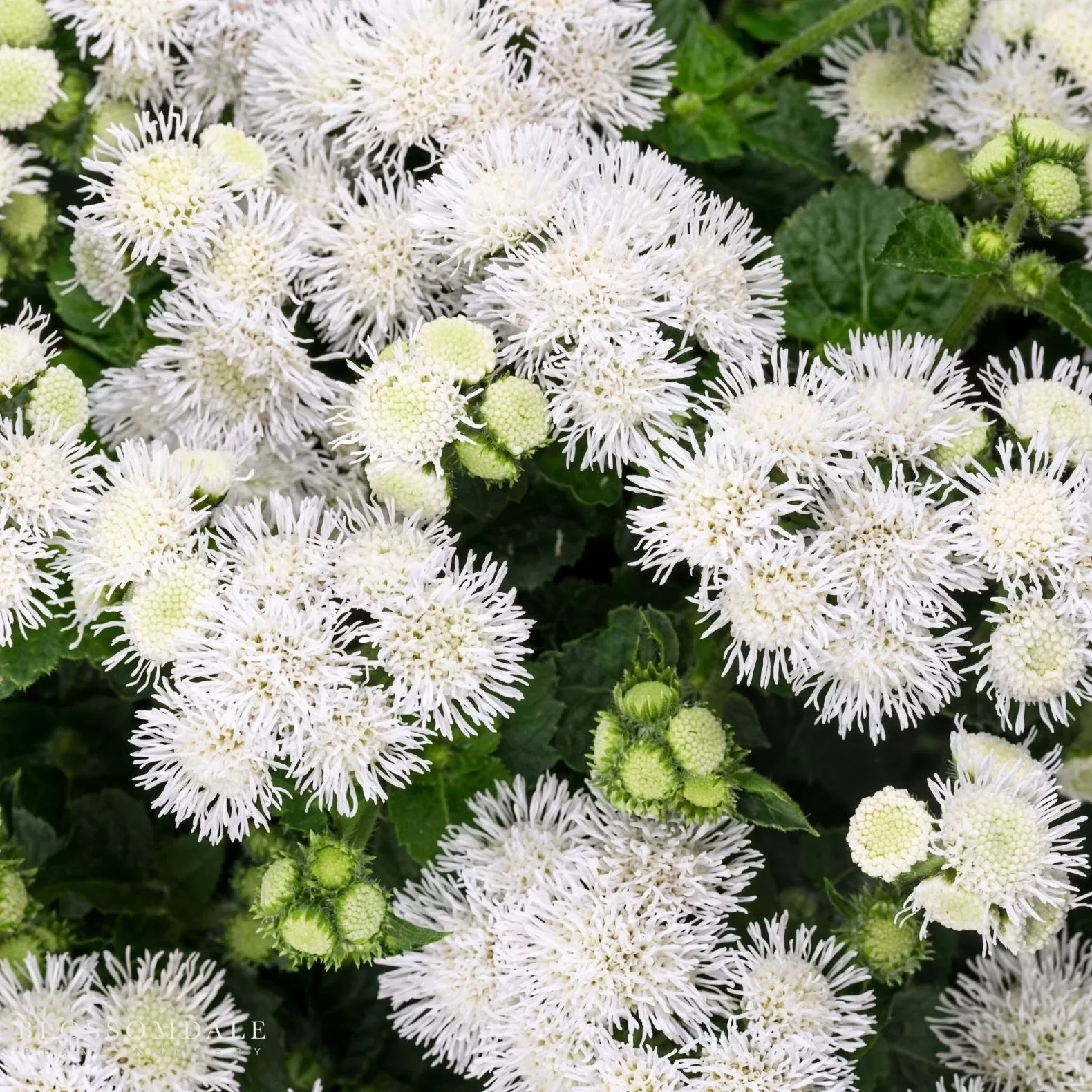 Ageratum 'Bumble White'