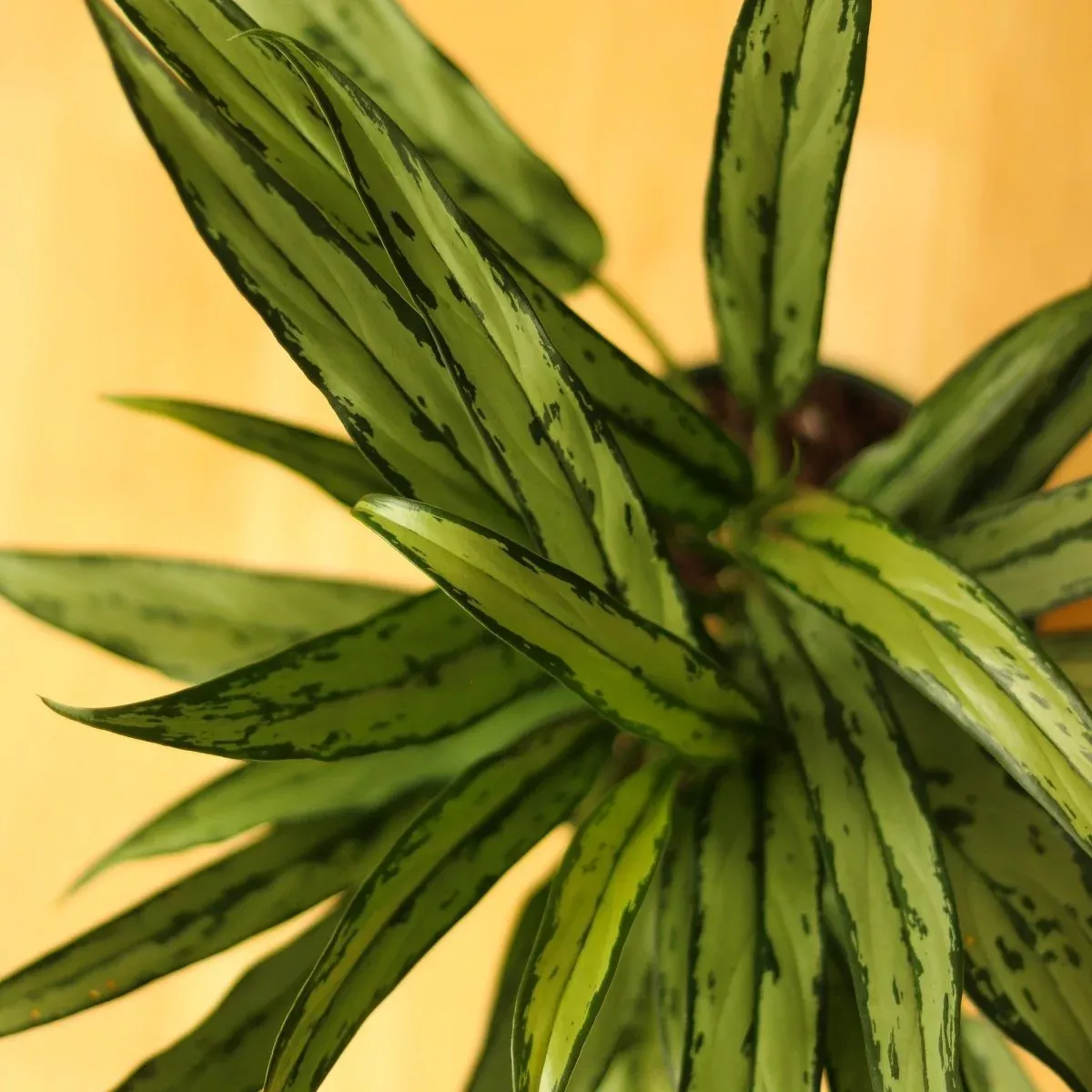 Aglaonema ‘Cutlass’ – Cutlass Chinese Evergreen