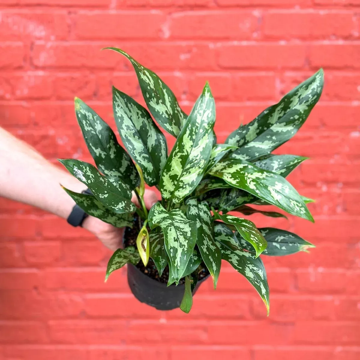 aglaonema-emerald-beauty-chinese-evergreen-maria Aglaonema Emerald Beauty Chinese Evergreen 'Maria'