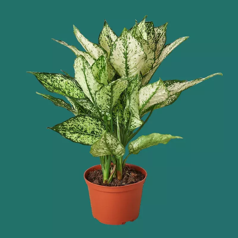 aglaonema-first-diamond Aglaonema ‘First Diamond’