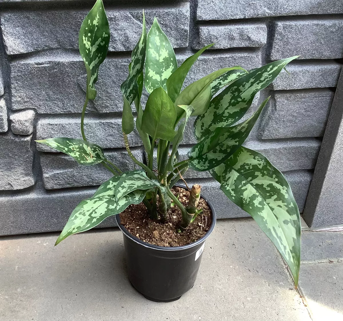 aglaonema-maria-6 Aglaonema - Maria 6"