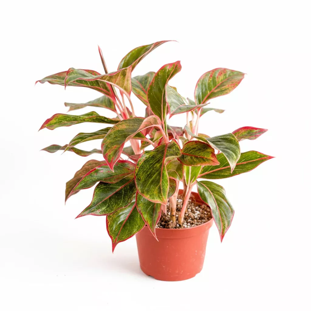 aglaonema-siam-aurora-red-chinese-evergreen Aglaonema 'Siam Aurora Red' Chinese Evergreen