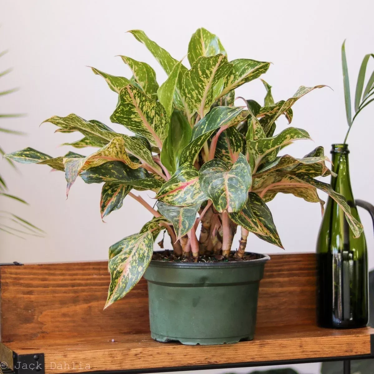 Aglaonema 'Sparkling Sarah' – Chinese Evergreen
