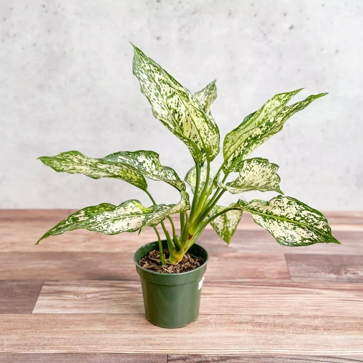 aglaonema-spring-snow-chinese-evergreen Aglaonema 'Spring Snow' Chinese Evergreen