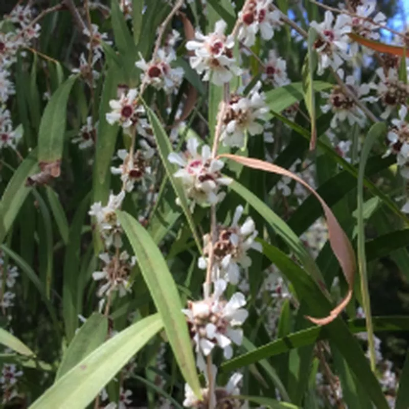 Agonis flexuosa