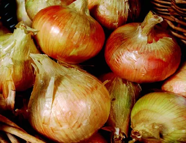 ailsa-craig-exhibition-onion-seeds Ailsa Craig Exhibition Onion Seeds