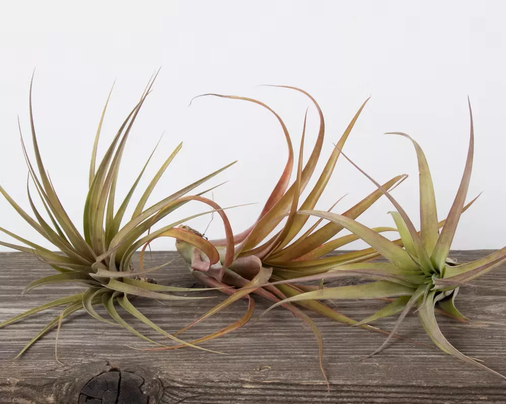 air-plants Air Plants