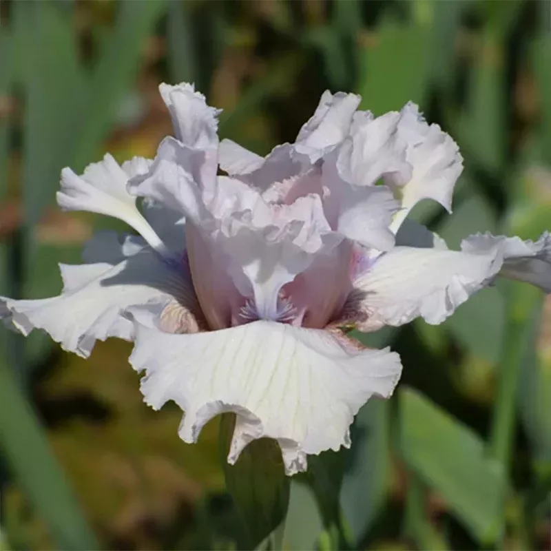 air-time-bearded-iris Air Time Bearded Iris