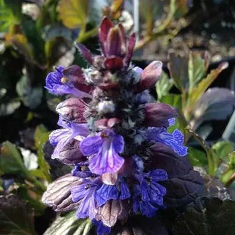 ajuga-black-scallop-3-5-inch-pots-minimum-quantity-25-plants Ajuga 'Black Scallop' - 3.5 inch Pots (Minimum Quantity: 25 Plants)
