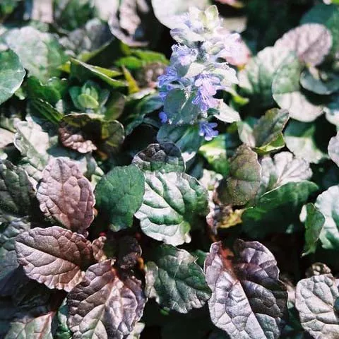 ajuga-bronze-beauty-3-5-inch-pots-minimum-quantity-25-plants Ajuga 'Bronze Beauty' - 3.5 inch Pots (Minimum Quantity: 25 Plants)