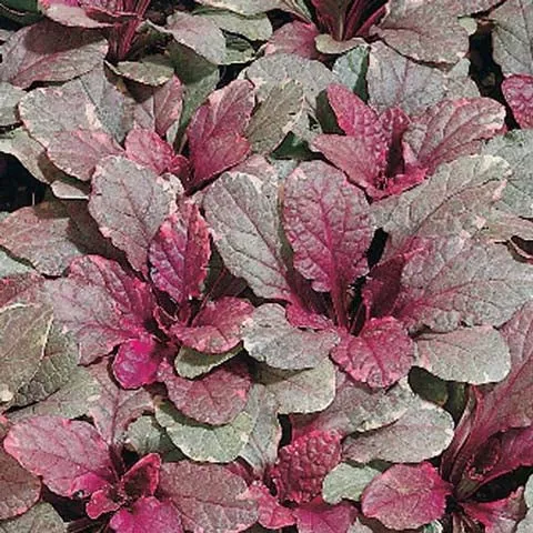 Ajuga 'Burgundy Glow' - 3.5 inch Pots (Minimum Quantity: 25 Plants)