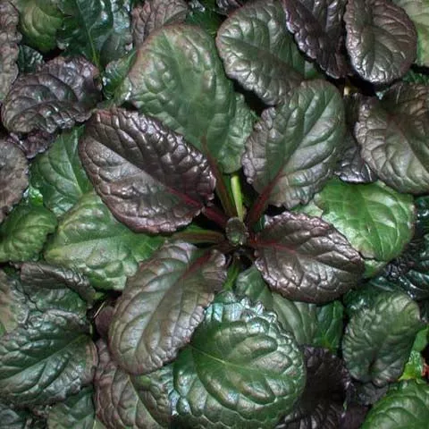 ajuga-catlin-s-giant-3-5-inch-pots-minimum-quantity-25-plants Ajuga 'Catlin's Giant' - 3.5 inch Pots (Minimum Quantity: 25 Plants)