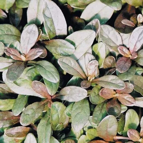 ajuga-chocolate-chip-3-5-inch-pots-minimum-quantity-25-plants Ajuga 'Chocolate Chip' - 3.5 inch Pots (Minimum Quantity: 25 Plants)