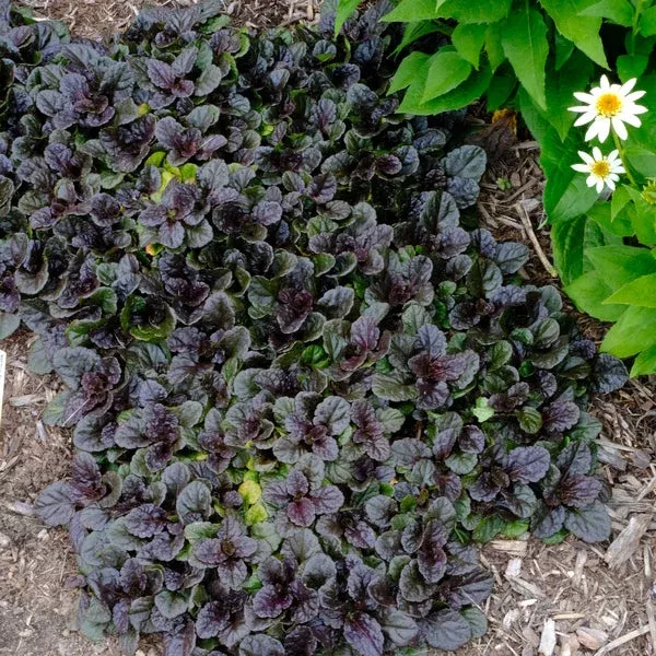 ajuga-reptans-black-scallop Ajuga reptans 'Black Scallop'