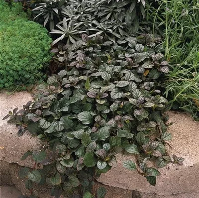 Ajuga reptans Bronze Beauty Bugleweed