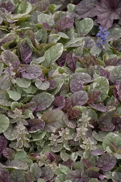 ajuga-reptans-burgundy-glow-bugleweed Ajuga reptans Burgundy Glow Bugleweed