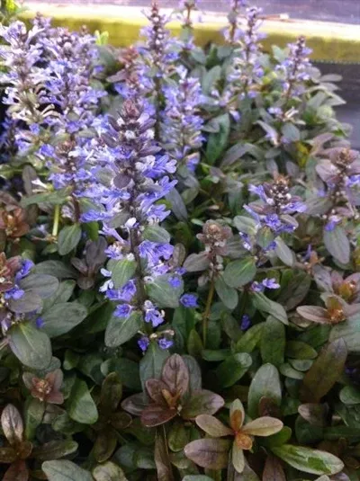 ajuga-reptans-chocolate-chip-bugleweed Ajuga reptans Chocolate Chip Bugleweed