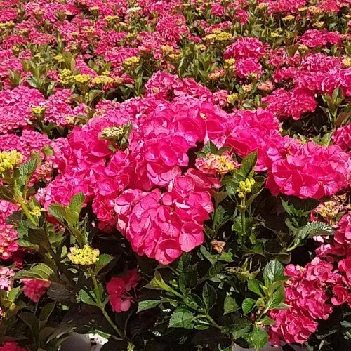 akadama-hydrangea Akadama Hydrangea