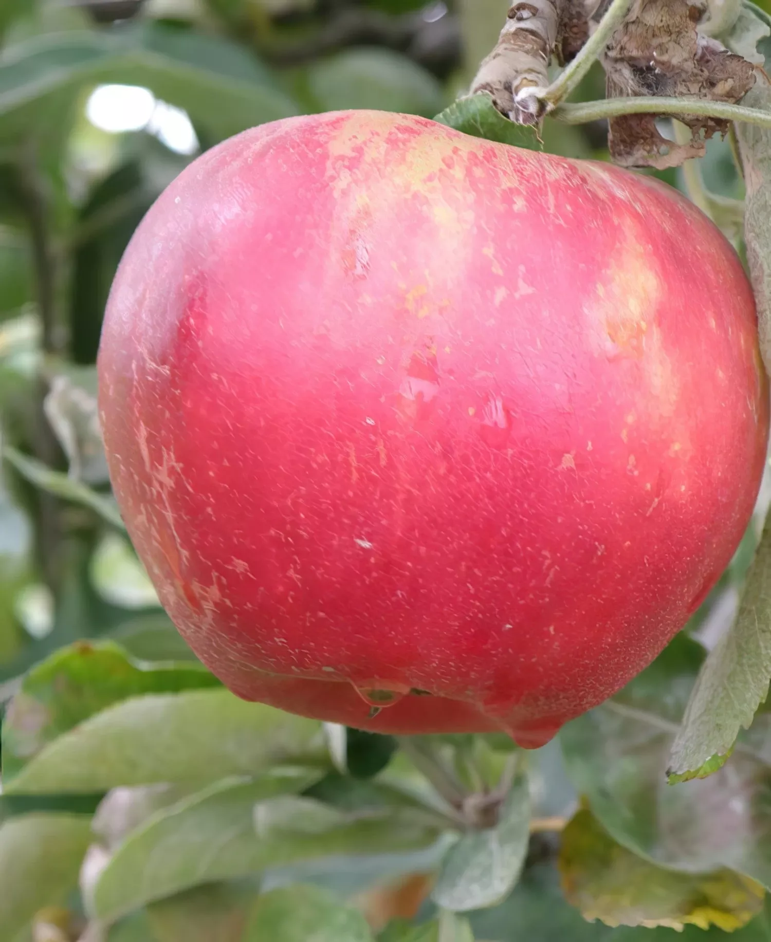 akane-apple Akane Apple