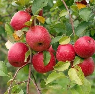 akane-honeycrisp-mini-orchard-bundle-3-trees Akane And Honeycrisp Mini Orchard Bundle (3 Trees)