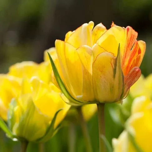 akebono-darwin-tulip Akebono Darwin Tulip