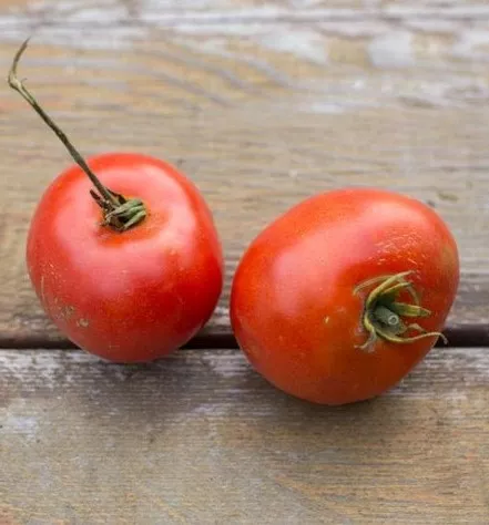 alacrity-tomato Alacrity Tomato