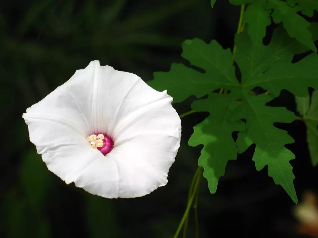alamo-vine Alamo Vine
