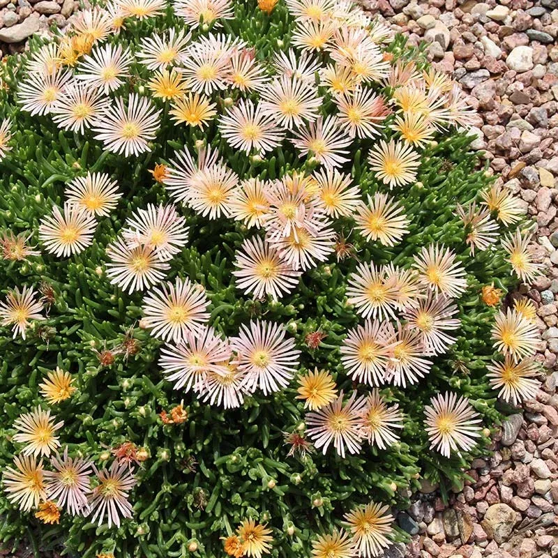 alan-s-apricot-ice-plant Alan's Apricot Ice Plant