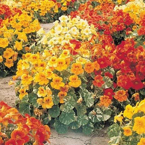 Alaska Mix Nasturtium Plant