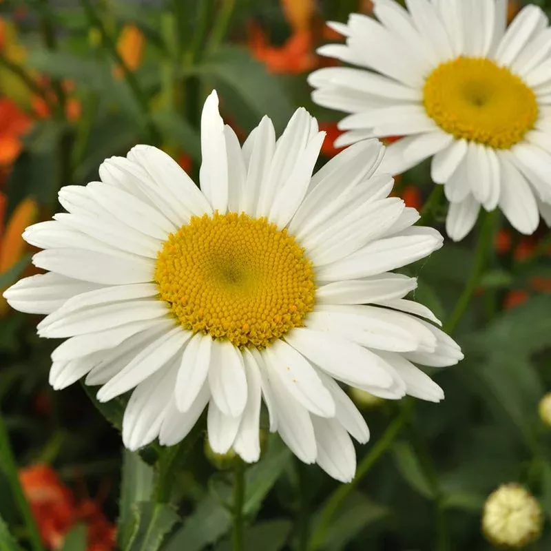 alaska-shasta-daisy-seeds Alaska Shasta Daisy Seeds