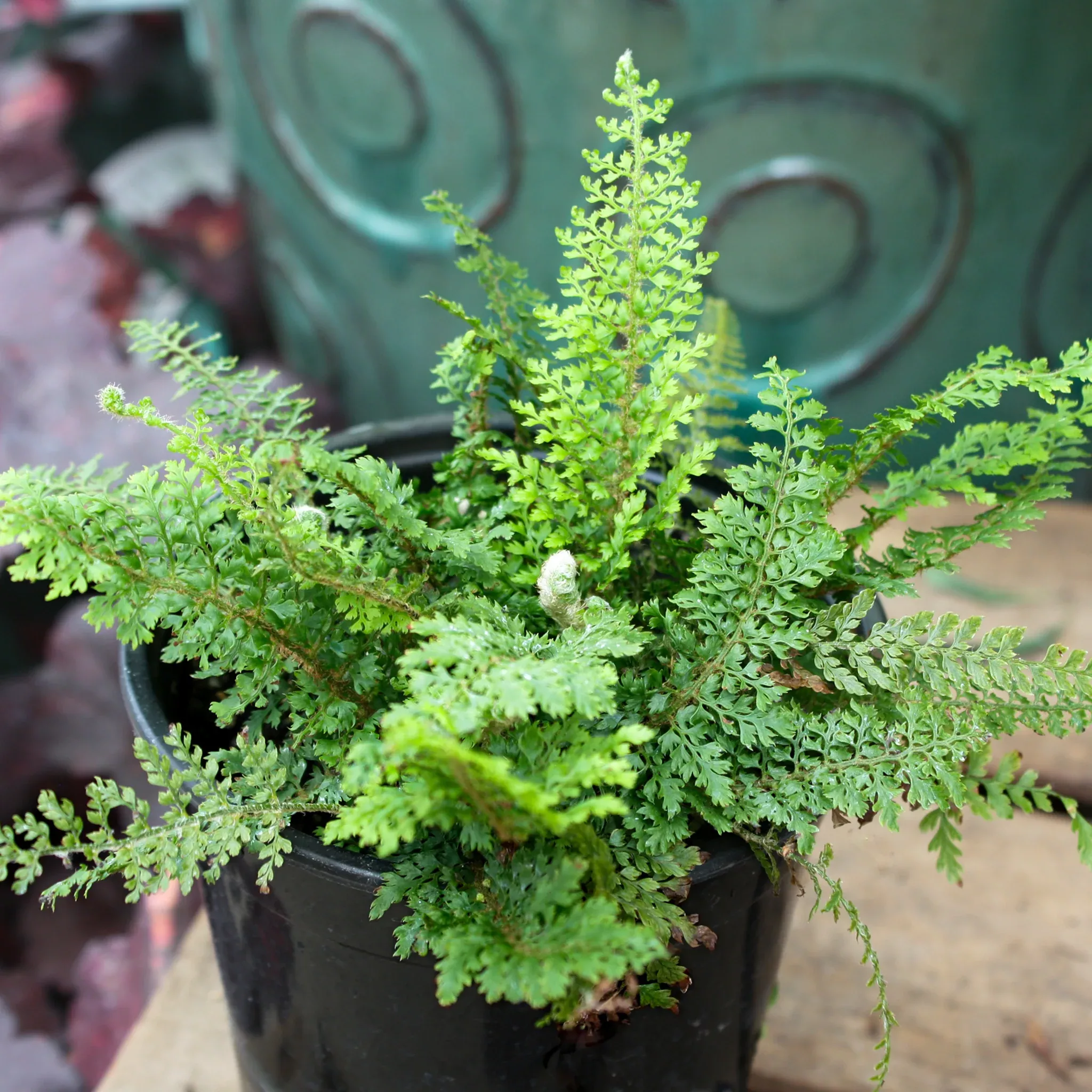 alaskan-fern Alaskan Fern