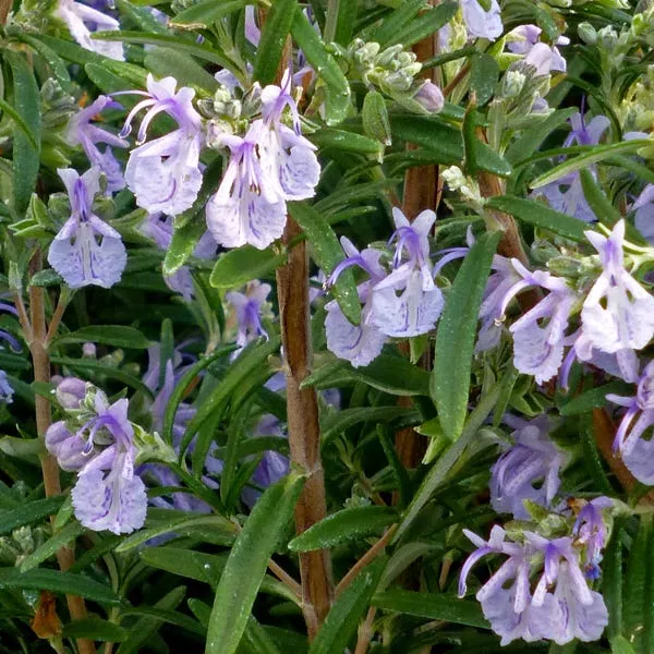 alcalde-cold-hardy-rosemary Alcalde Cold Hardy Rosemary